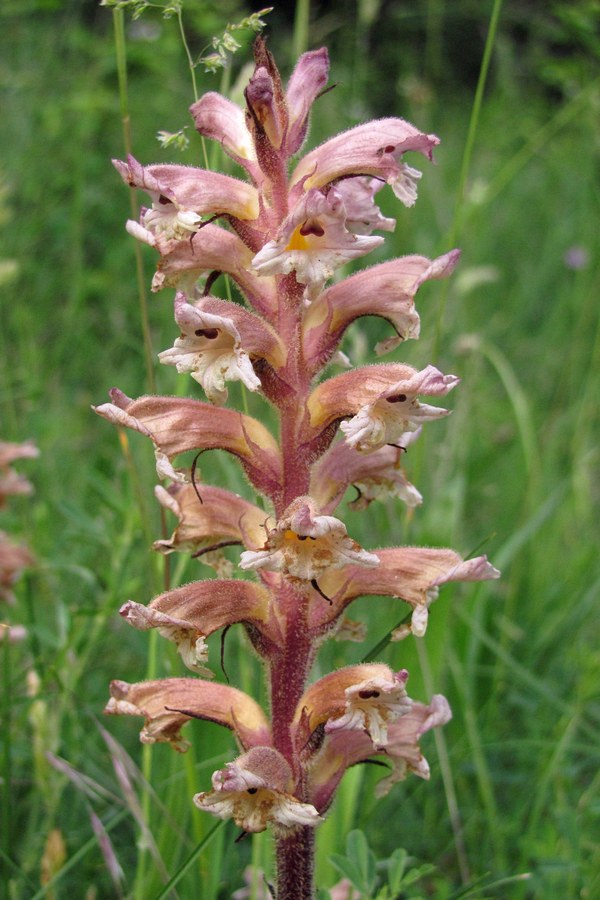 Изображение особи Orobanche lutea.