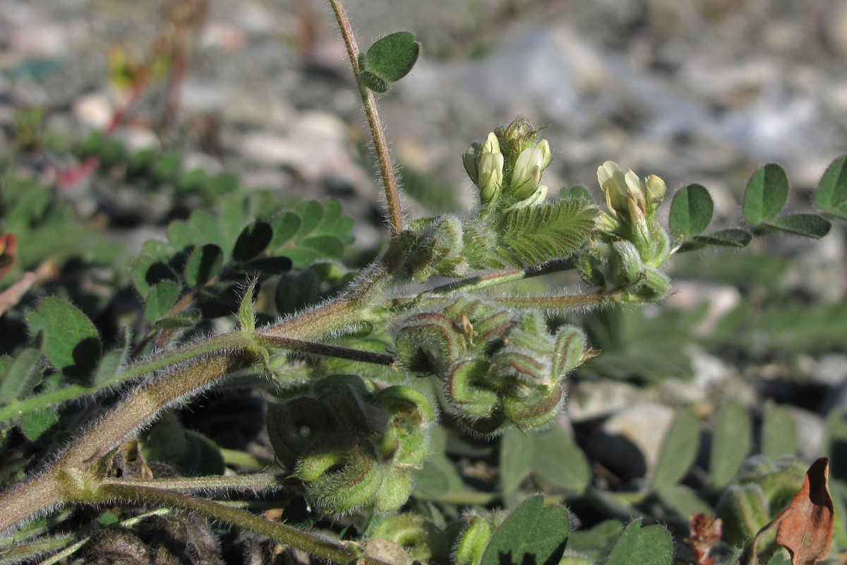 Изображение особи Astragalus contortuplicatus.