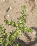 Salsola tragus