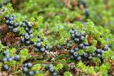 Empetrum hermaphroditum. Побеги с плодами (на переднем плане побеги Arctostaphylos uva-urs). Кольский п-ов, Терский берег Белого моря. 09.08.2013.