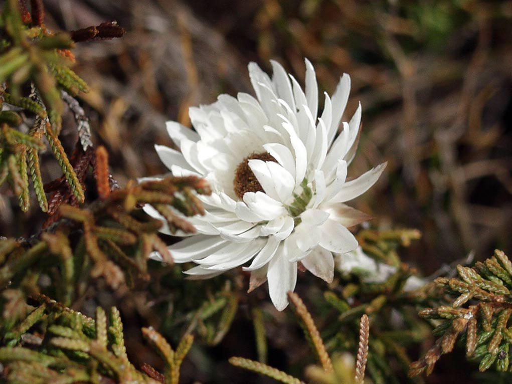 Изображение особи Helichrysum milliganii.