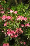 Grevillea rosmarinifolia