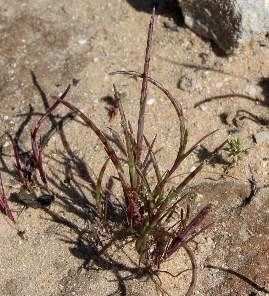 Изображение особи Parapholis marginata.