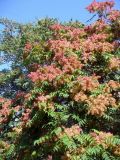 Ailanthus altissima