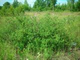 Salix myrsinifolia