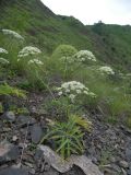 род Heracleum. Цветущее растение. Кабардино-Балкария, Зольский р-н, долина р. Хасаут. 22.06.2014.