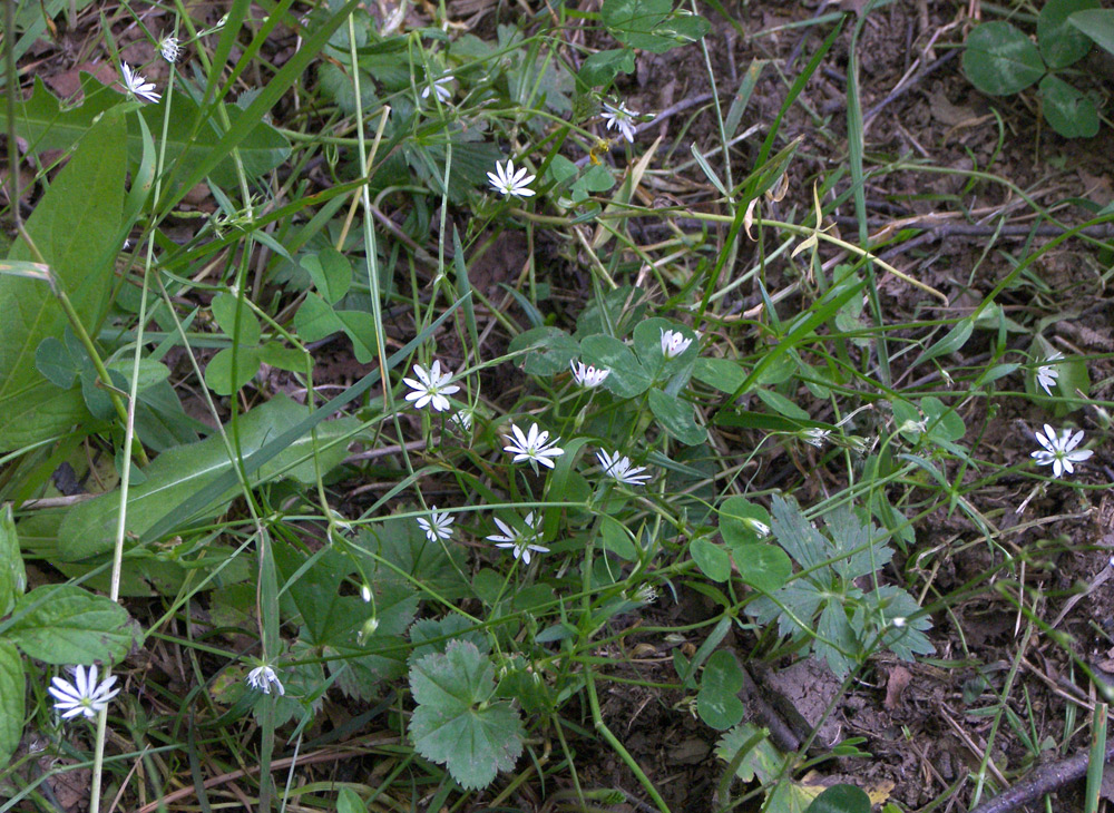 Изображение особи Stellaria graminea.