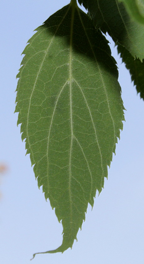 Изображение особи Celtis australis.