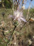 Centaurea konkae