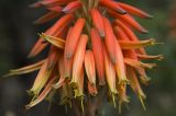 Aloe brevifolia