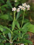 Chimaphila umbellata. Цветущие растения. Коми, окр. г. Сыктывкар, Алёшино, темнохвойный лес. 12.08.2014.