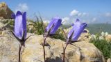 Campanula ciliata. Верхушки побегов с цветками. Адыгея, Кавказский биосферный заповедник, гора Оштен, ≈ 2800 м н.у.м., на вершине в расщелине скалы. 18.07.2015.