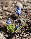 Pseudomuscari azureum. Цветущее растение. Мурманск, МГГУ, в культуре. 17.05.2013.