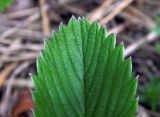 Fragaria viridis