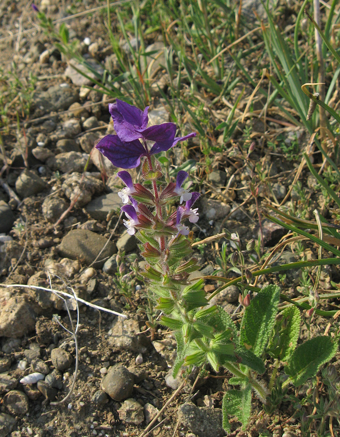 Изображение особи Salvia viridis.