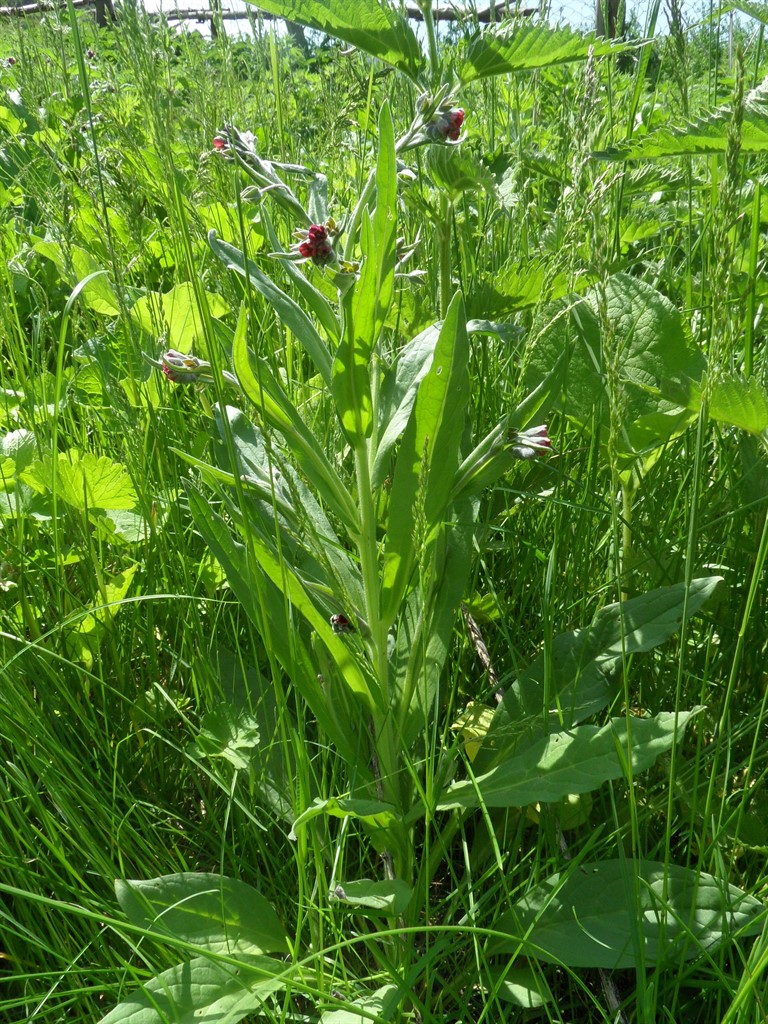 Изображение особи Cynoglossum officinale.