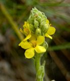 Verbascum thapsus. Соцветие с цветками и бутонами. Южный Урал, Челябинская обл., правый берег р. Ай, залесенный склон скального массива ниже Больших Притесов. 9 июля 2016 г.