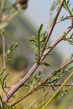 Centaurea stoebe. Часть стебля с листьями. Татарстан, Новошешминский р-н, остепненный луг на увале в окр. села Татарское Утяшкино. 4 июля 2016 г.