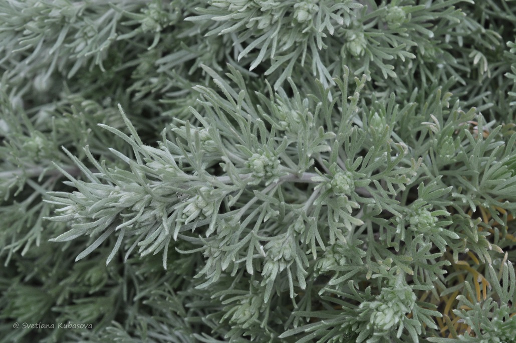 Изображение особи Artemisia schmidtiana.