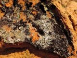 Cystocoleus ebeneus. Талломы (в сообществе с другими видами) на краснопесчаниковой стенке грота. Латвия, Сигулда, Национальный парк Гауя, пещера Гутмана. 06.01.2015.