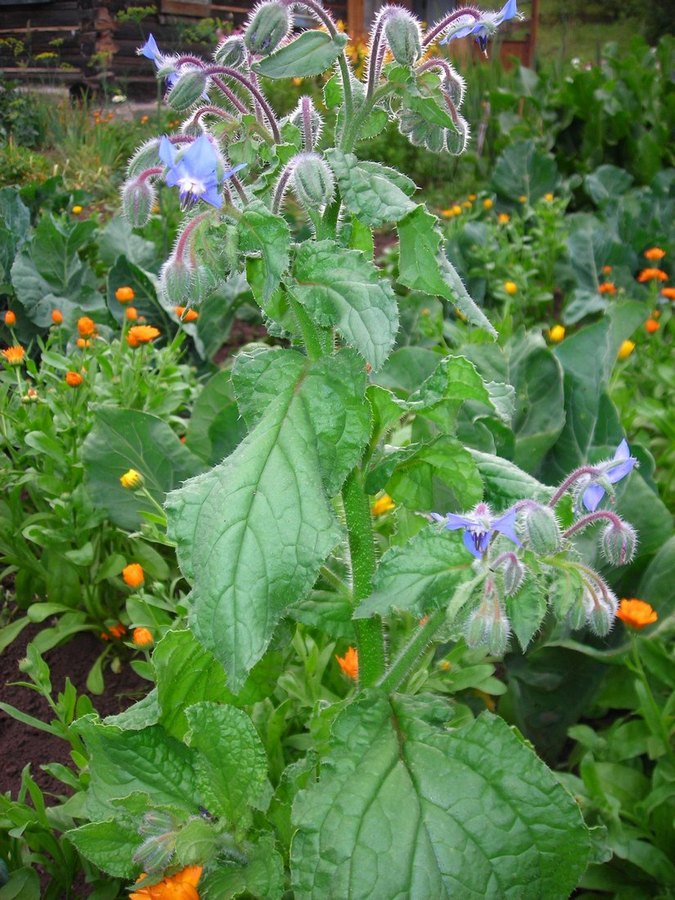 Изображение особи Borago officinalis.