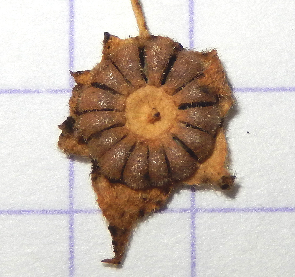 Image of Malva neglecta specimen.