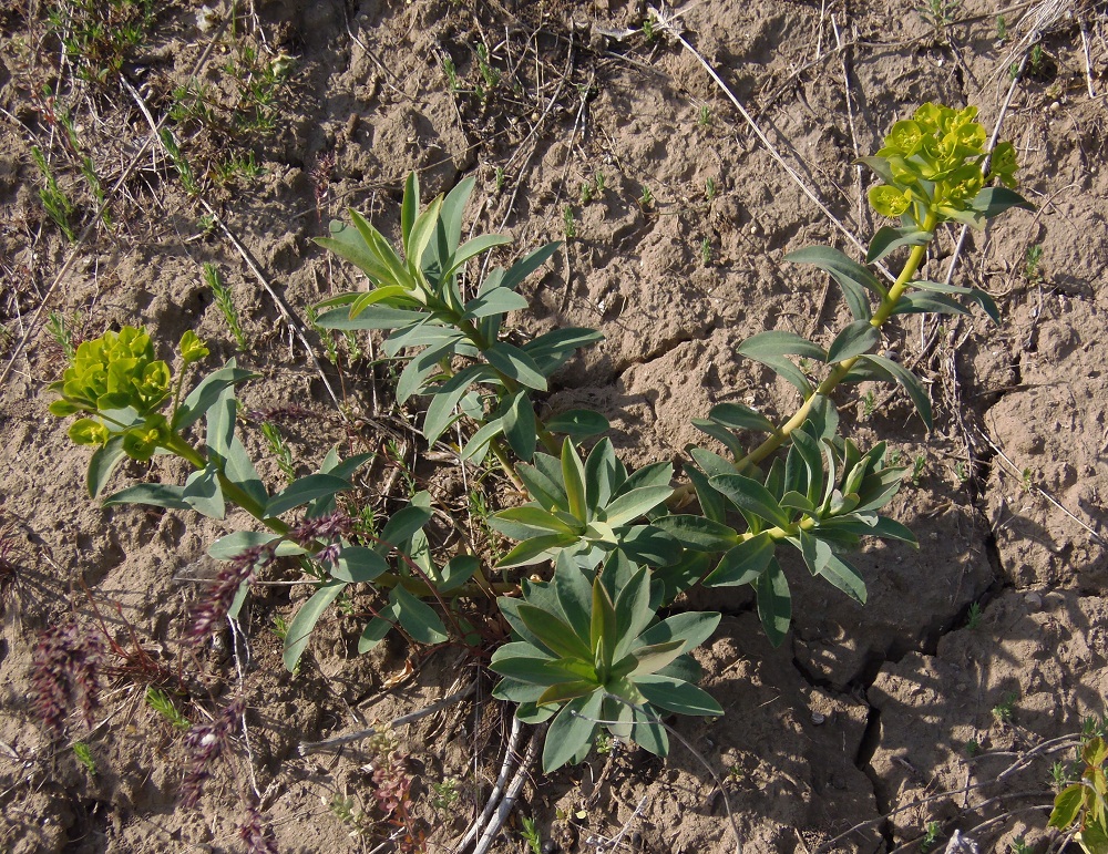 Изображение особи Euphorbia stepposa.