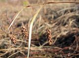 Carex paupercula