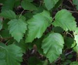 Crataegus submollis