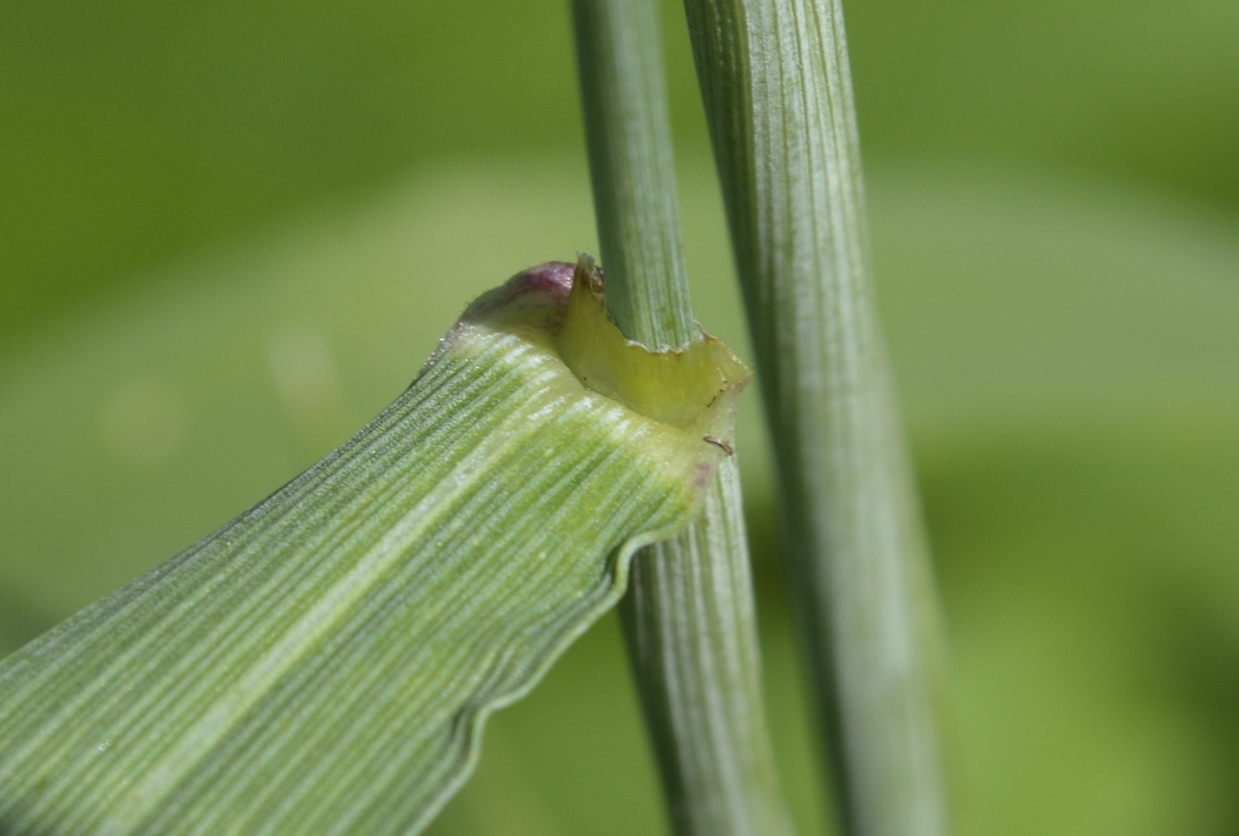 Image of Triticum volgense specimen.