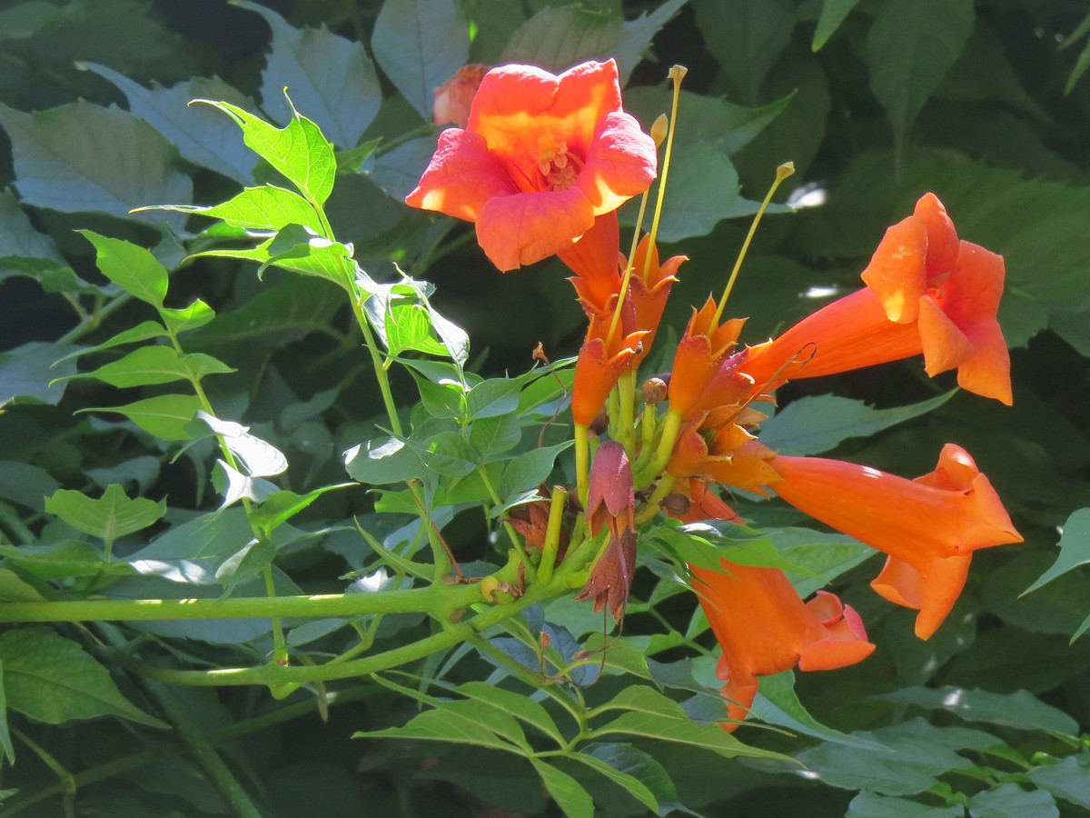 Изображение особи Campsis radicans.