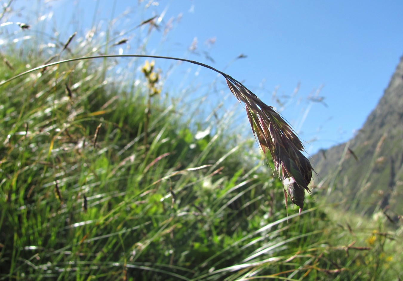 Изображение особи Bromopsis variegata.