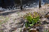 Cypripedium calceolus