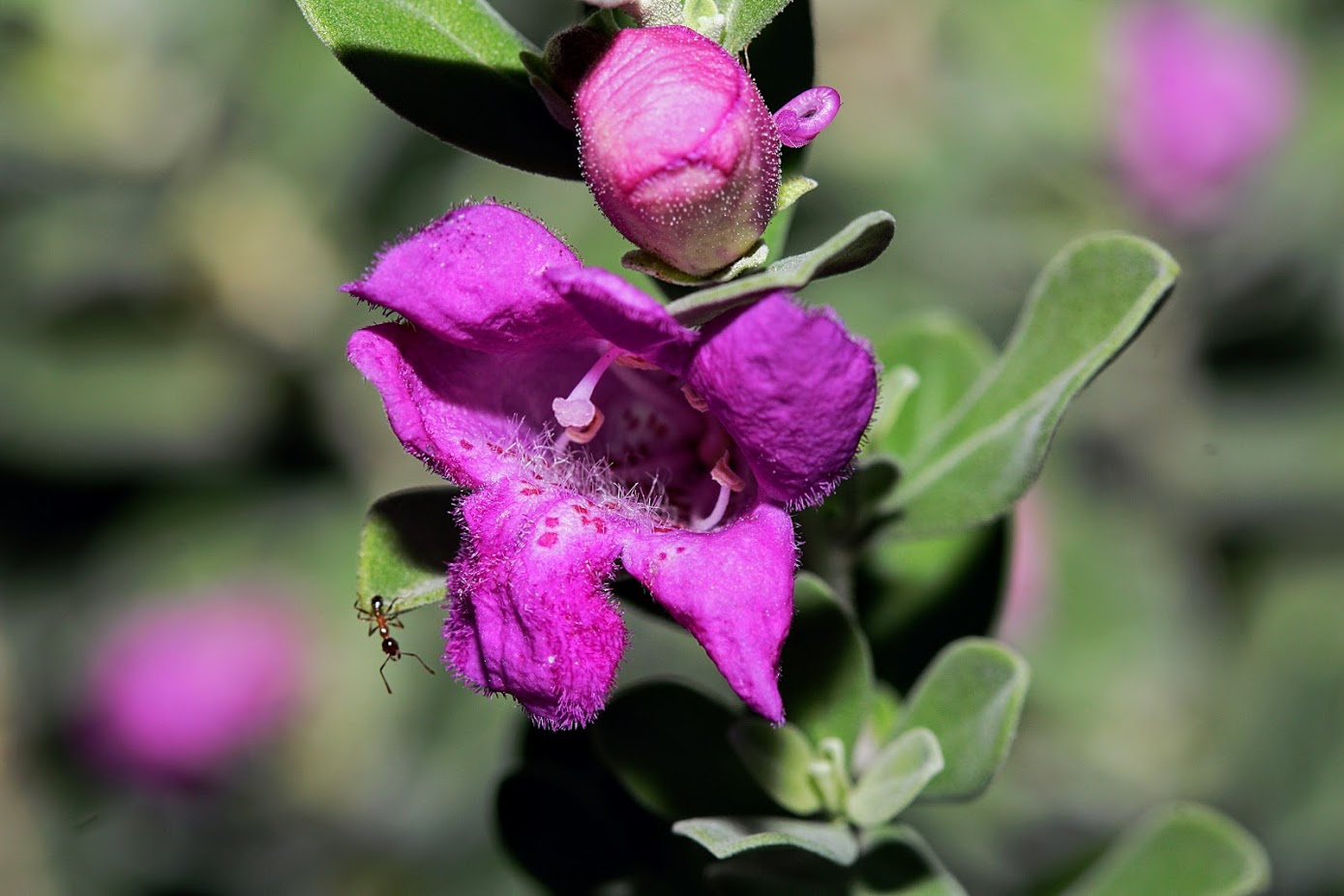 Изображение особи Leucophyllum frutescens.