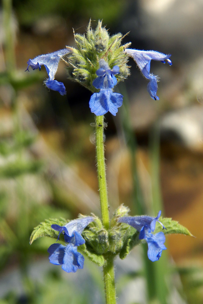 Изображение особи Nepeta glutinosa.