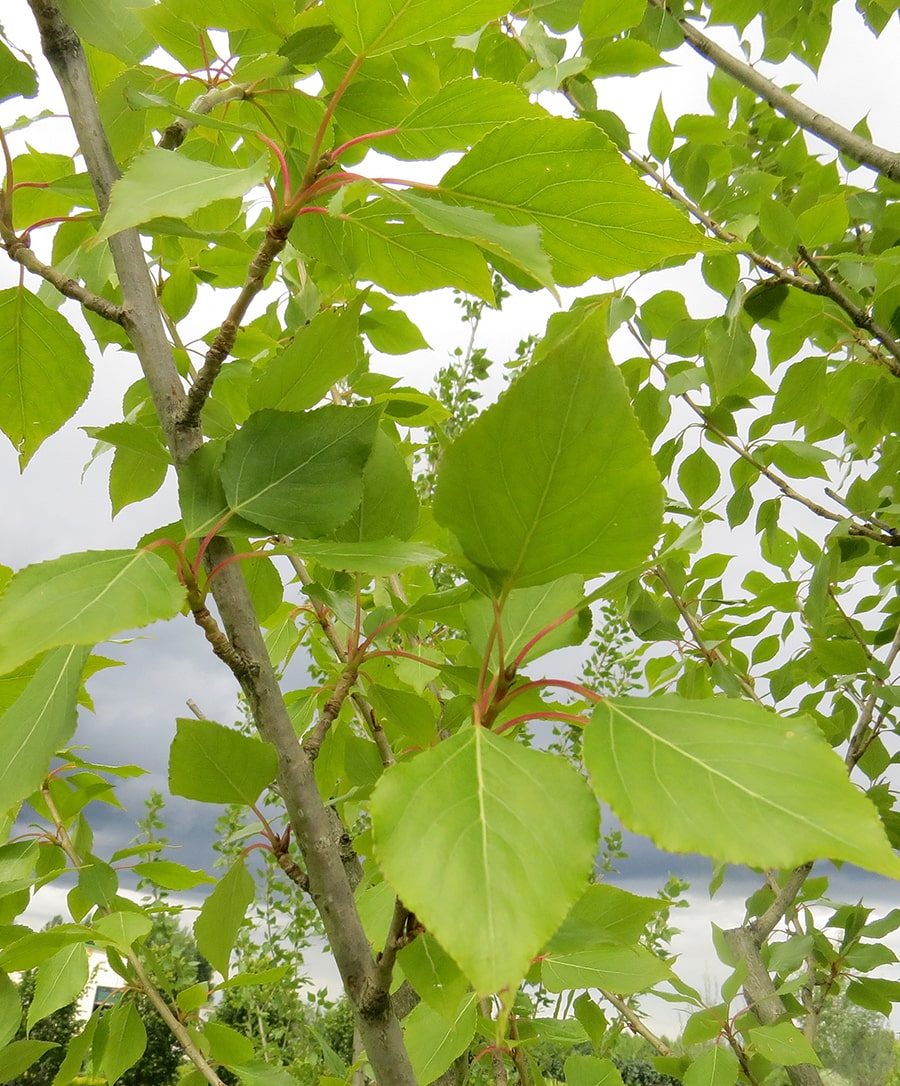 Изображение особи Populus &times; berolinensis.