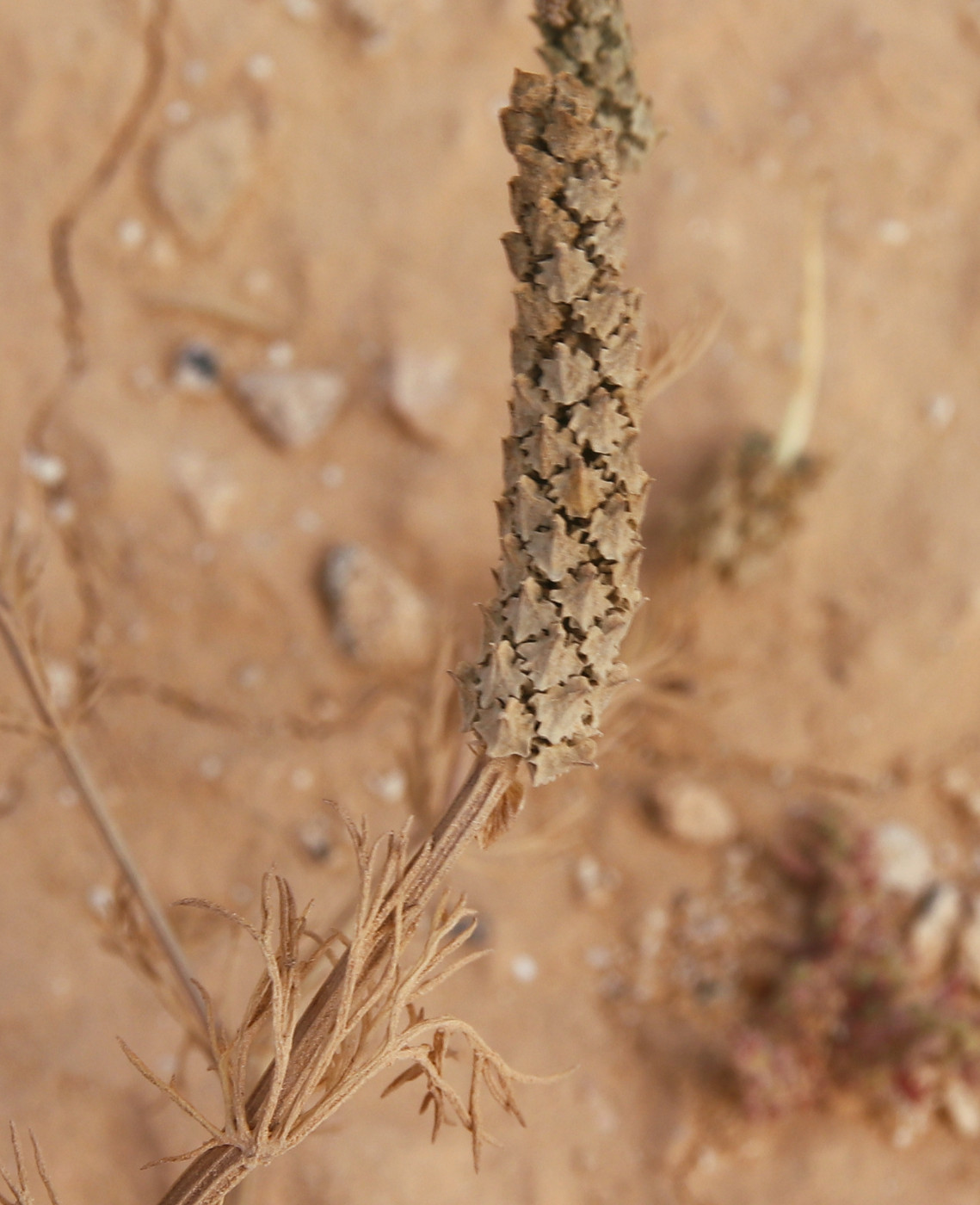 Image of Adonis dentata specimen.