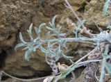 Centaurea caspia. Лист. Дагестан, г/о Махачкала, гора Тарки-Тау, скала. 08.06.2019.