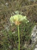 Cephalaria uralensis. Верхушка побега с соцветием. Крым, Тарханкутский п-ов, балка Калоша, степь. 25 августа 2019 г.