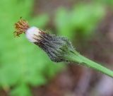 Trommsdorffia maculata. Нераскрывшееся соплодие. Пермский край, г. Пермь, Кировский р-н, опушка в сосновом бору. 07.07.2019.