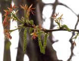 Juglans regia. Часть ветви с соцветиями. Северная Осетия, г. Владикавказ, 06.05.2010.