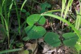 Asarum europaeum