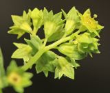 Alchemilla micans. Часть соцветия. Приморский край, Шкотовский р-н, с. Анисимовка, заросшая травами обочина грунтовой дороги с протекающим по ней ручьём вблизи ж.-д. моста. 18.06.2020.