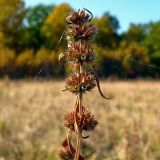 Chaiturus marrubiastrum. Верхняя часть плодоносящего растения. Нижегородская обл., левый берег р. Сура, поляна возле оз. Холодное. 22 июня 2008 г.