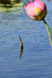 Nelumbo caspica