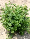Ulmus pumila. Молодое вегетирующее растение. Казахстан, г. Актау, в городском озеленении. 22 июня 2021 г.