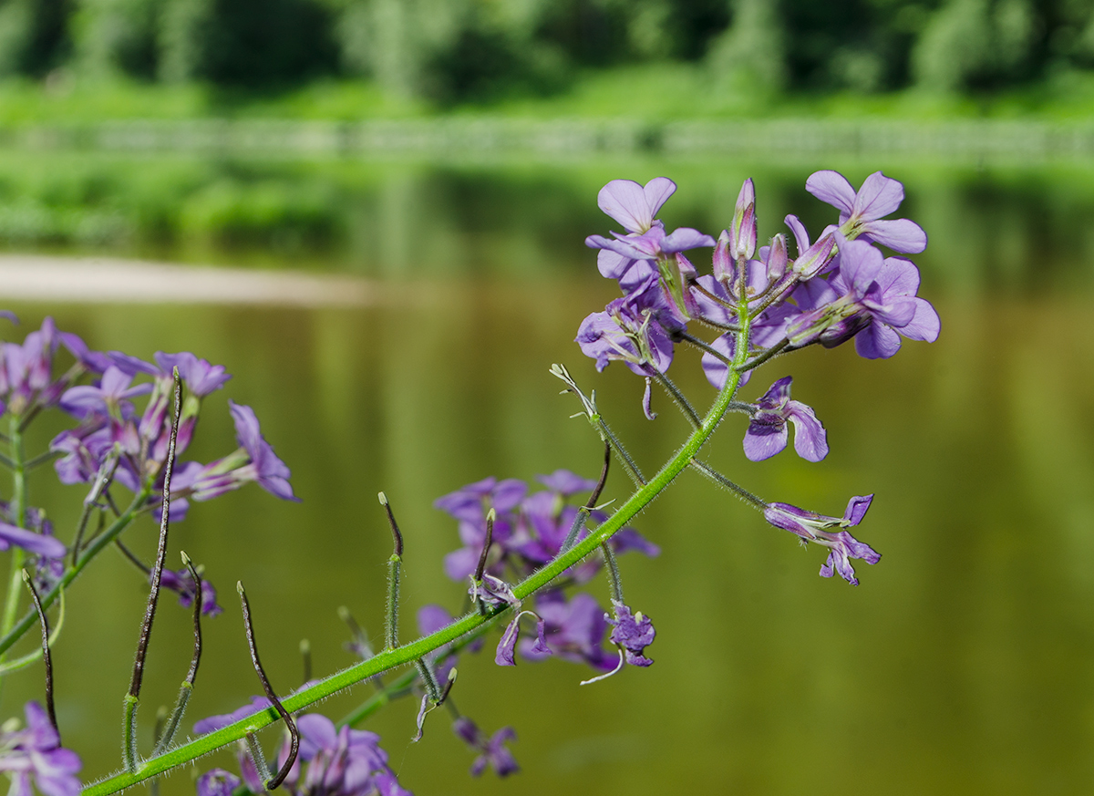 Изображение особи Hesperis sibirica.