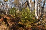 Dryopteris assimilis