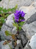 Campanula trautvetteri