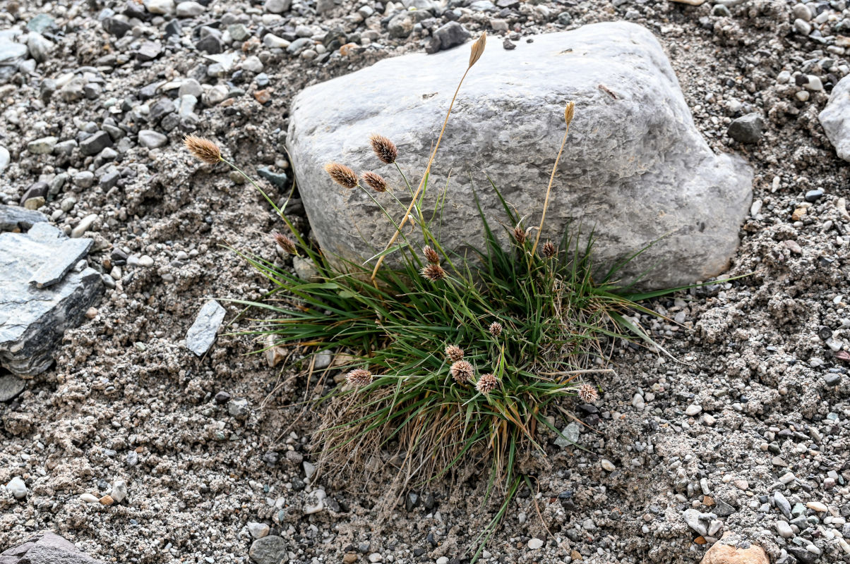 Изображение особи Calamagrostis anthoxanthoides.